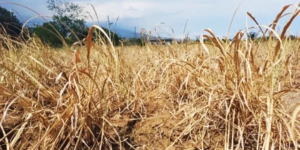 Media Subgrant: Special Report (Climate Change)